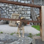 Un cane da guardia (?) a Forni Avoltri