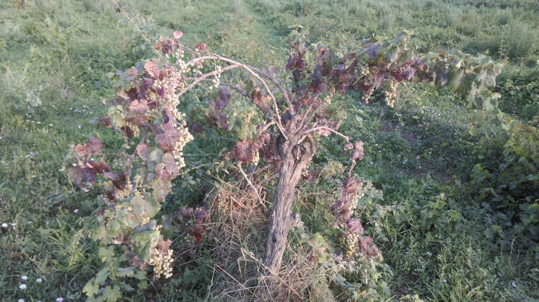 esempio di viticoltura naturale